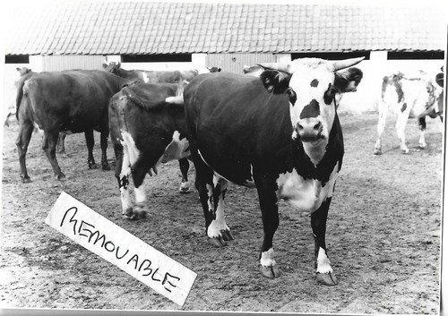 Vintage photo cows waiting - cows, to