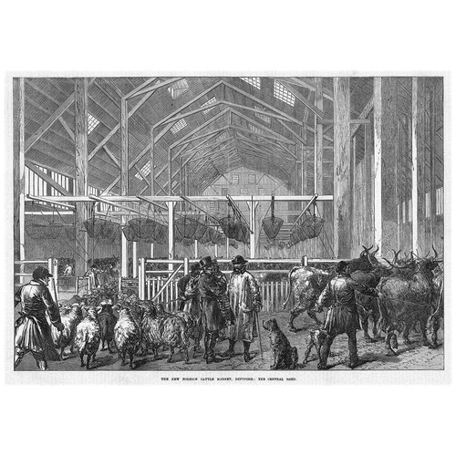Deptford the foreign - deptford, cattle